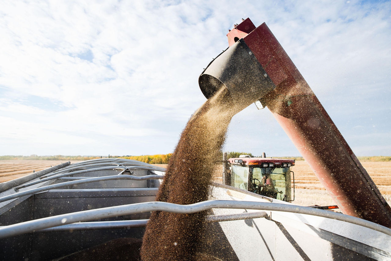 Canola harvest in progress with grain pouring from a red combine auger into a grain cart under a bright blue sky. 